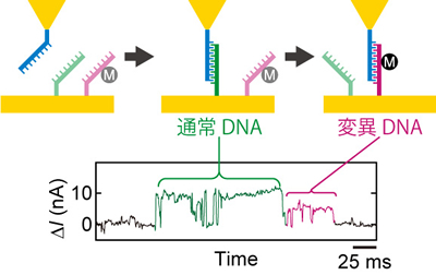 変異DNAの単分子検出